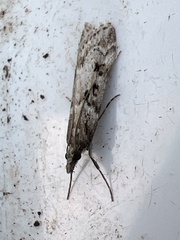 Eudonia angustea