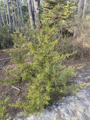 Cupressus goveniana