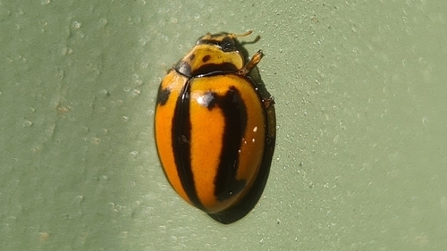 Striped Ladybird photo 5