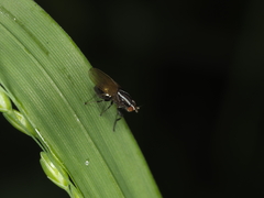 Poecilohetaerus aquilus