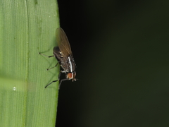 Poecilohetaerus aquilus