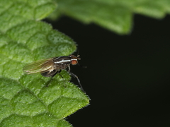 Poecilohetaerus aquilus