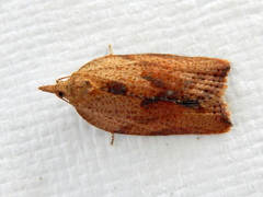 Epiphyas postvittana