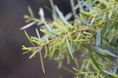 Acacia torulosa