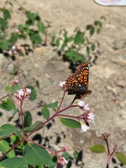 Euphydryas anicia capella