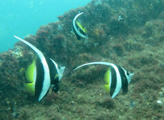 Heniochus acuminatus