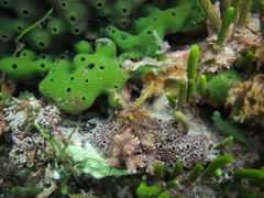 Callyspongia