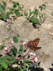 Euphydryas anicia capella
