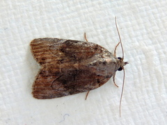 Etanna clopaea