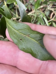 Eupomatia bennettii