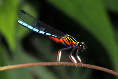 Platycypha caligata