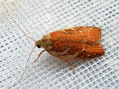 Euchaetis rhizobola