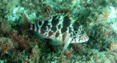 Cirrhitichthys aprinus