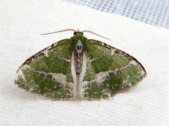 Eucyclodes insperata