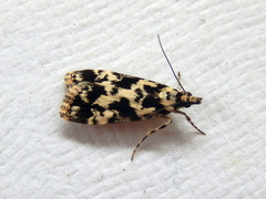 Eudonia aphrodes