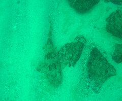 Orectolobus maculatus