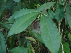 Ardisia cornudentata morrisonensis