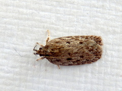 Hofmannophila pseudospretella