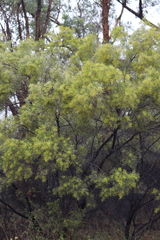 Acacia torulosa