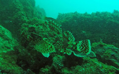 Scorpaenidae