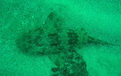 Orectolobus maculatus