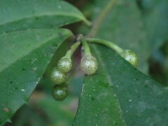 Ardisia cornudentata morrisonensis