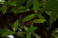 Berberis hayatana