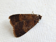 Hydrillodes funestalis