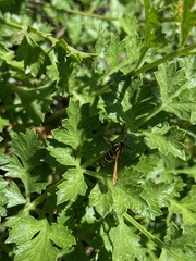 Synanthedon bibionipennis