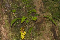 Asplenium wilfordii wilfordii
