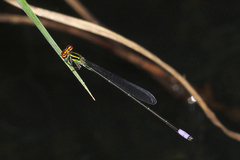 Pseudagrion hageni