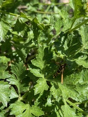 Synanthedon bibionipennis
