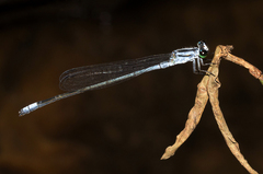 Pseudagrion kersteni