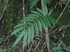 Angiopteris lygodiifolia