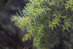 Acacia torulosa
