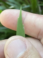 Lomandra hystrix