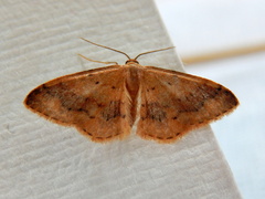 Idaea halmaea