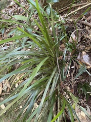 Lomandra hystrix