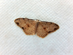 Idaea halmaea