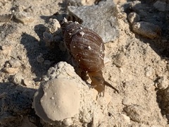 Bulimulus bonariensis