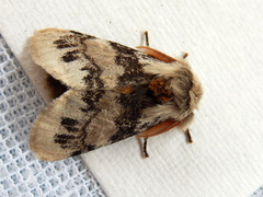 Iropoca rotundata