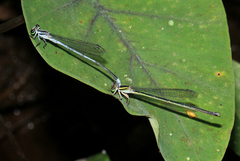 Pseudagrion kersteni