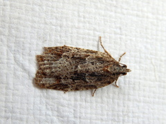 Isotenes miserana