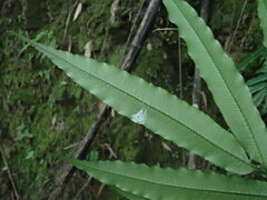 Angiopteris lygodiifolia