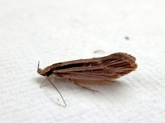 Leptosaces schistopa