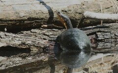 Emydoidea blandingii
