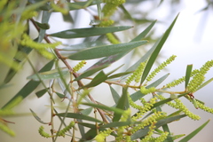 Acacia torulosa