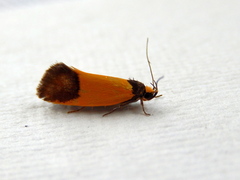 Merocroca automima