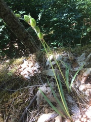 Hyacinthoides hispanica