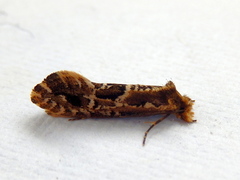 Moerarchis inconcisella